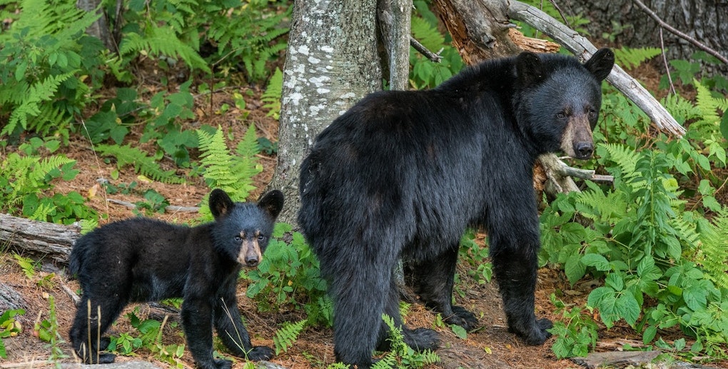 Massachusetts Celebrates Bear Population Boom, Governor and Experts Champion Conservation