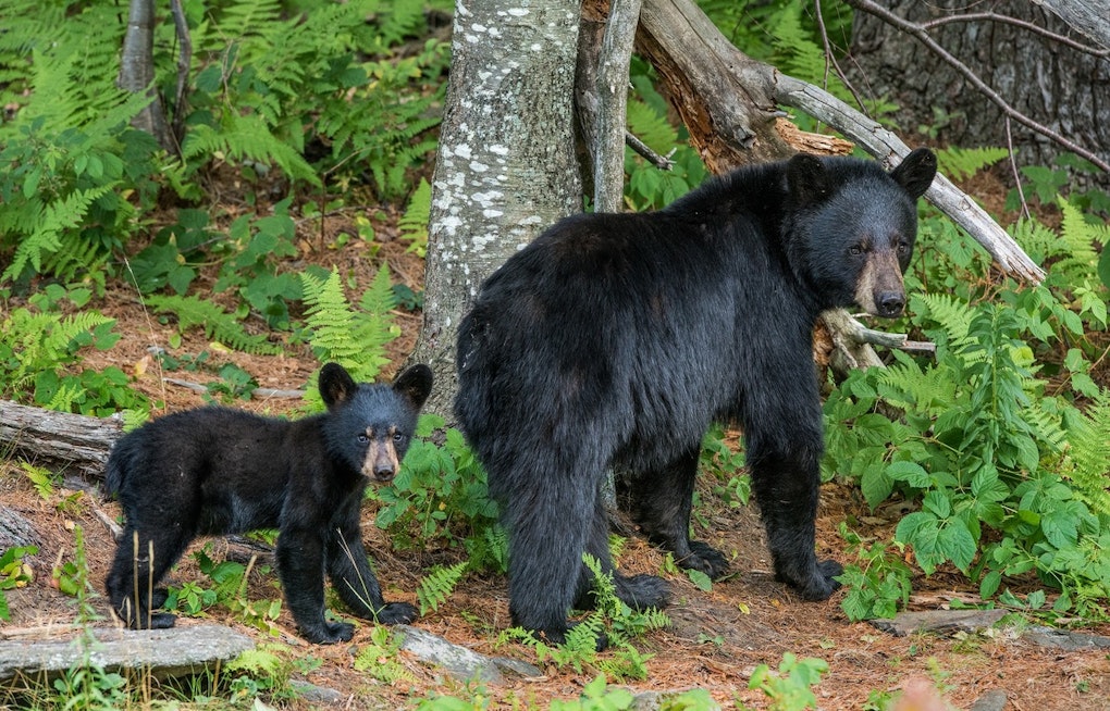 Massachusetts Celebrates Bear Population Boom, Governor and Experts Champion Conservation