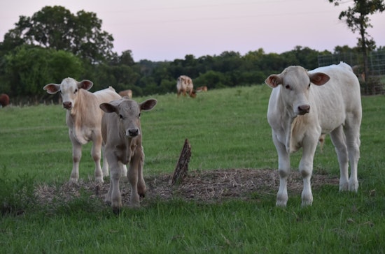 Massive Panhandle Blaze Claims Lives of 7,500 Cattle, Texas Ranchers Face Daunting Recovery