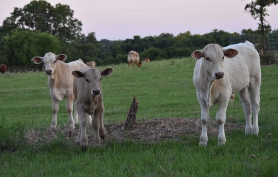 Massive Panhandle Blaze Claims Lives of 7,500 Cattle, Texas Ranchers Face Daunting Recovery