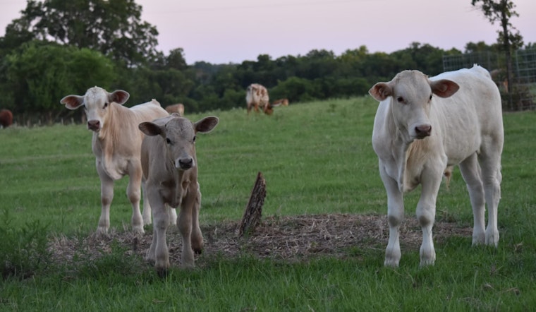 Massive Panhandle Blaze Claims Lives of 7,500 Cattle, Texas Ranchers Face Daunting Recovery