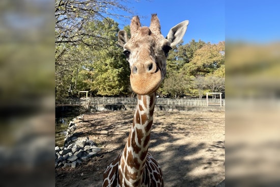 Memphis Zoo Mourns the Loss of Beloved Giraffe Angela Kate After Tragic Exhibit Accident