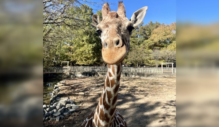Memphis Zoo Mourns the Loss of Beloved Giraffe Angela Kate After Tragic Exhibit Accident