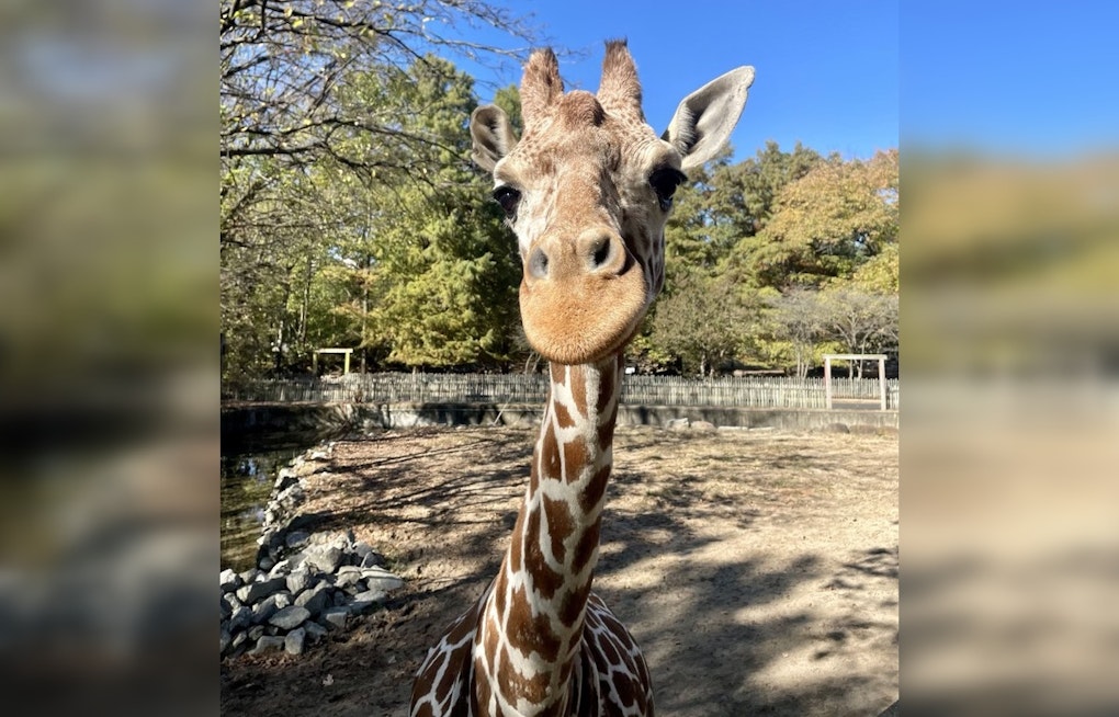 Memphis Zoo Mourns the Loss of Beloved Giraffe Angela Kate After Tragic Exhibit Accident
