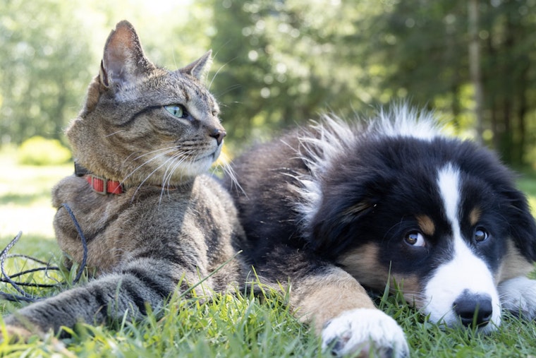 Miami-Dade Pets Get a Safety Spotlight During National Pet Poison Prevention Week