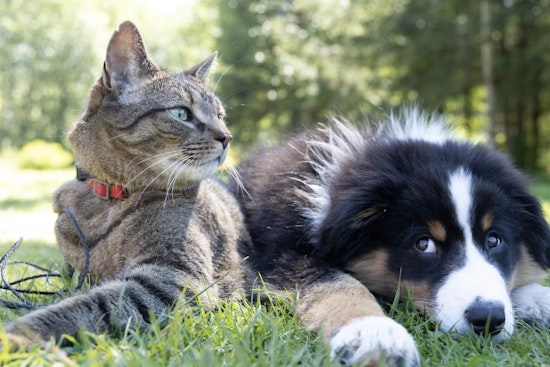 Miami-Dade Pets Get a Safety Spotlight During National Pet Poison Prevention Week