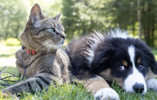 Miami-Dade Pets Get a Safety Spotlight During National Pet Poison Prevention Week
