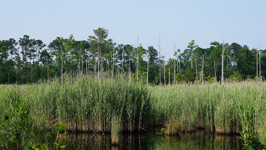 Michigan Allocates $3.6 Million in Grants to Combat Invasive Species Menace