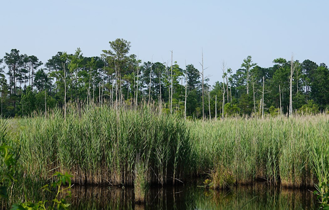 Michigan Allocates $3.6 Million in Grants to Combat Invasive Species Menace