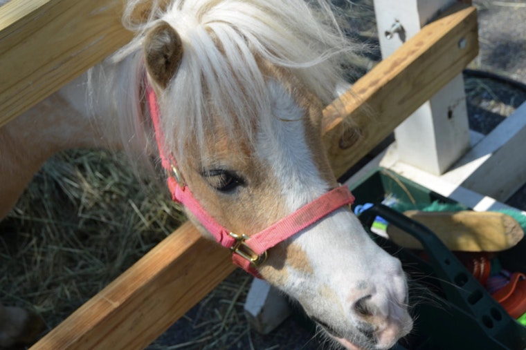 Milton Equestrian Committee Gears Up for Community Clean-Up Day and "Meet the Neighbors" Event