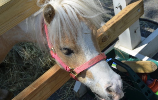 Milton Equestrian Committee Gears Up for Community Clean-Up Day and "Meet the Neighbors" Event