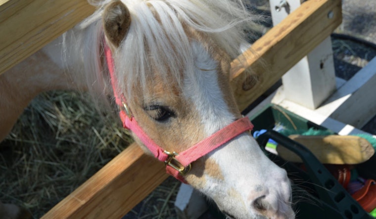 Milton Equestrian Committee Gears Up for Community Clean-Up Day and "Meet the Neighbors" Event