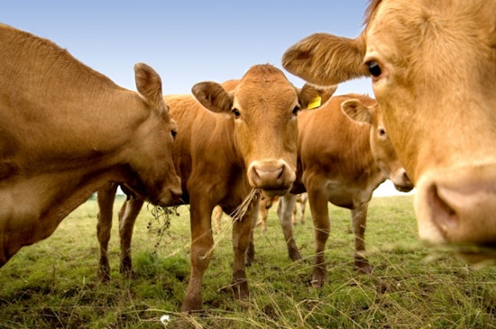 MIT and Chinese Study Finds Managed Livestock Grazing Could Aid Climate Change Mitigation