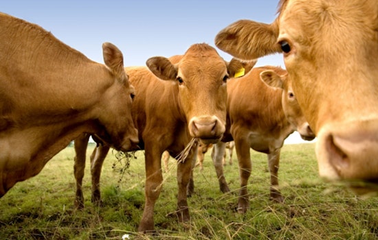 MIT and Chinese Study Finds Managed Livestock Grazing Could Aid Climate Change Mitigation