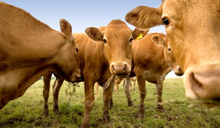 MIT and Chinese Study Finds Managed Livestock Grazing Could Aid Climate Change Mitigation