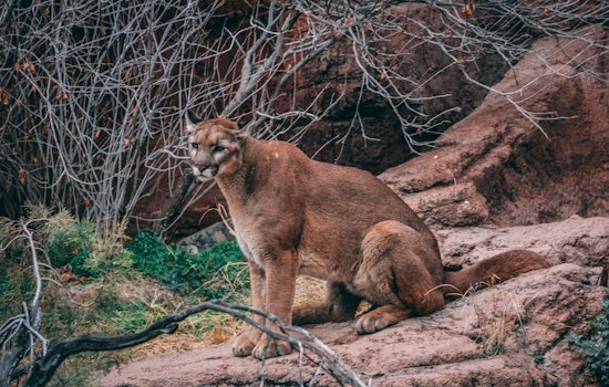 Mountain Lion Responsible for California's First Fatal Attack in 20 Years Slain, DNA Testing Confirms