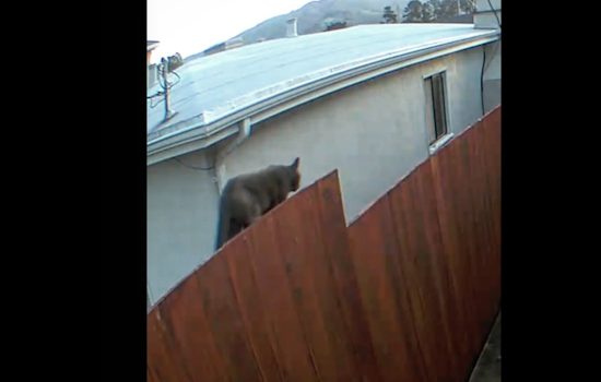 Mountain Lion Spotted in South San Francisco, Police Urge Vigilance and Caution
