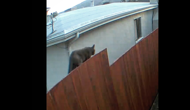 Mountain Lion Spotted in South San Francisco, Police Urge Vigilance and Caution