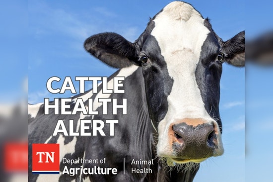 Mystery Illness Strikes Dairy Cattle in Texas, Kansas, and New Mexico; Agricultural Officials on Alert
