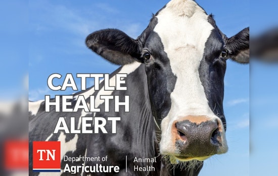 Mystery Illness Strikes Dairy Cattle in Texas, Kansas, and New Mexico; Agricultural Officials on Alert