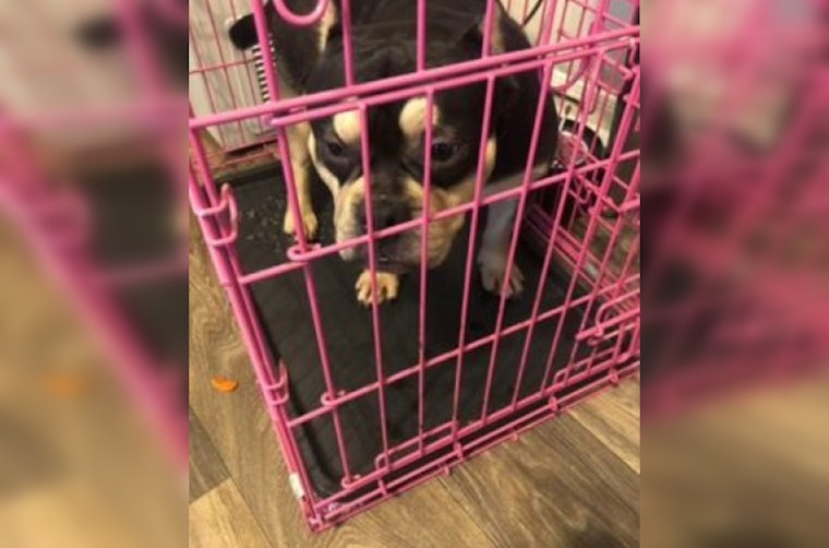 Nashville Police Pursue Suspect in Armed Robbery and Bulldog Theft on Creekwood Drive