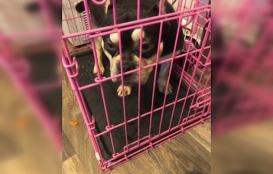 Nashville Police Pursue Suspect in Armed Robbery and Bulldog Theft on Creekwood Drive
