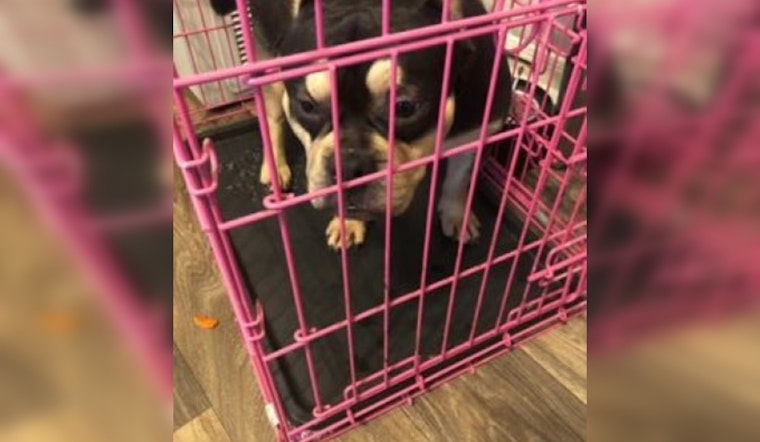 Nashville Police Pursue Suspect in Armed Robbery and Bulldog Theft on Creekwood Drive