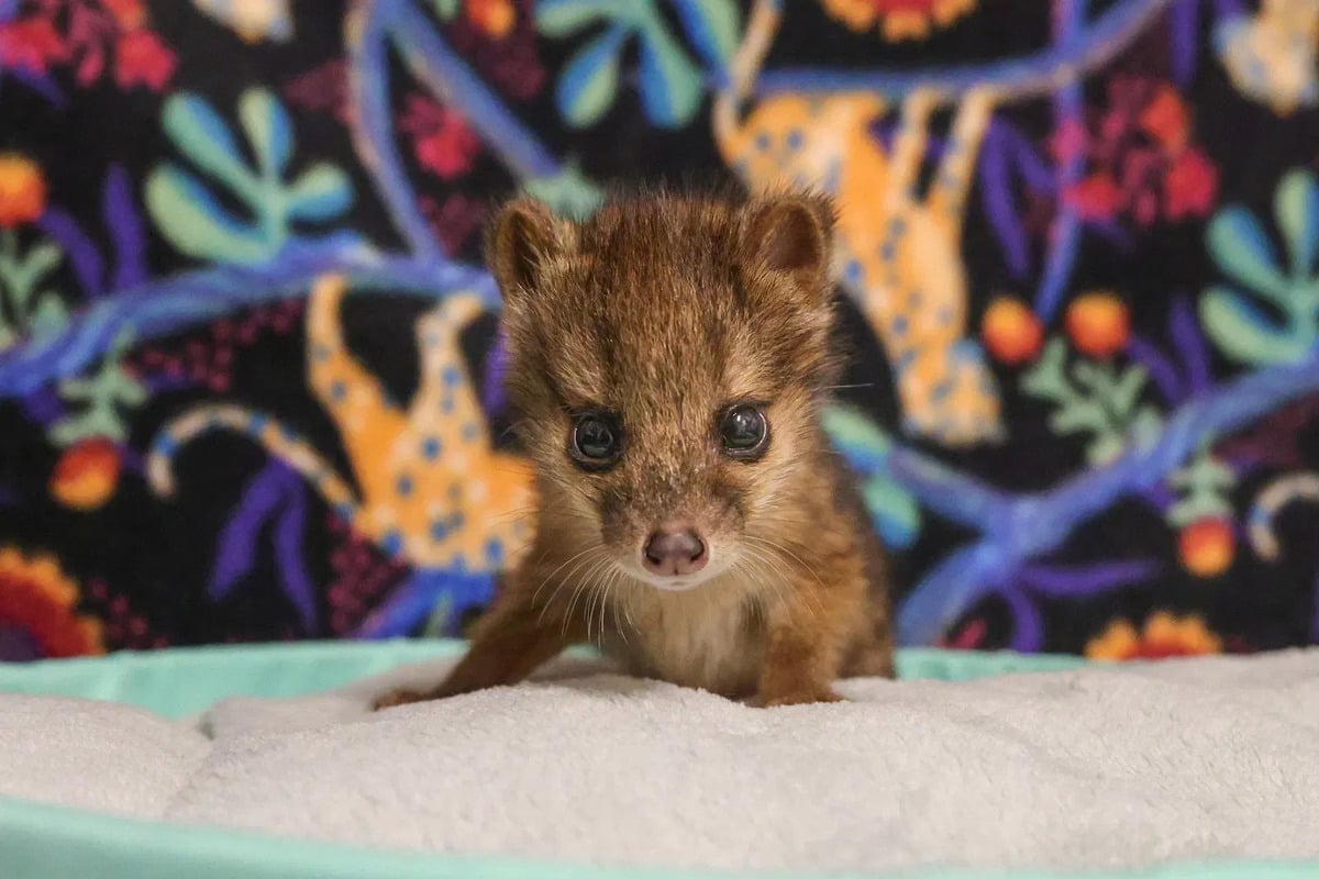 Nashville Zoo Celebrates Birth of Rare Fanaloka Pup Amid Conservation