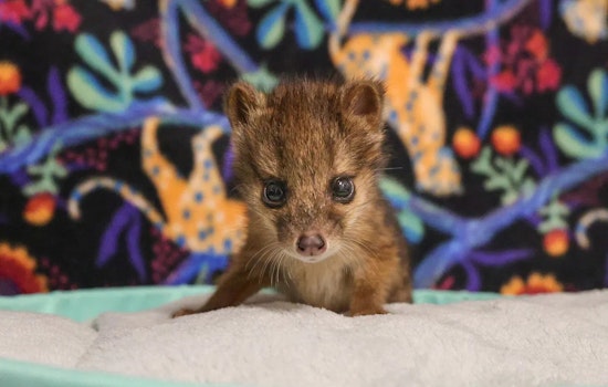 Nashville Zoo Celebrates Birth of Rare Fanaloka Pup Amid Conservation Efforts