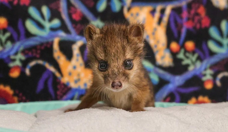 Nashville Zoo Celebrates Birth of Rare Fanaloka Pup Amid Conservation Efforts