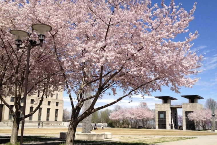 Nashville's Cherry Blossoms Set to Electrify Downtown with Impending Full Bloom