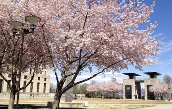Nashville's Cherry Blossoms Set to Electrify Downtown with Impending Full Bloom