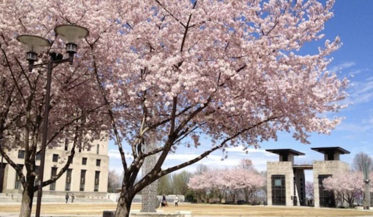 Nashville's Cherry Blossoms Set to Electrify Downtown with Impending Full Bloom