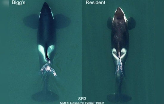 New Killer Whale Species Discovered Along Pacific Coast, Overturning Long-Held Zoological Assumptions