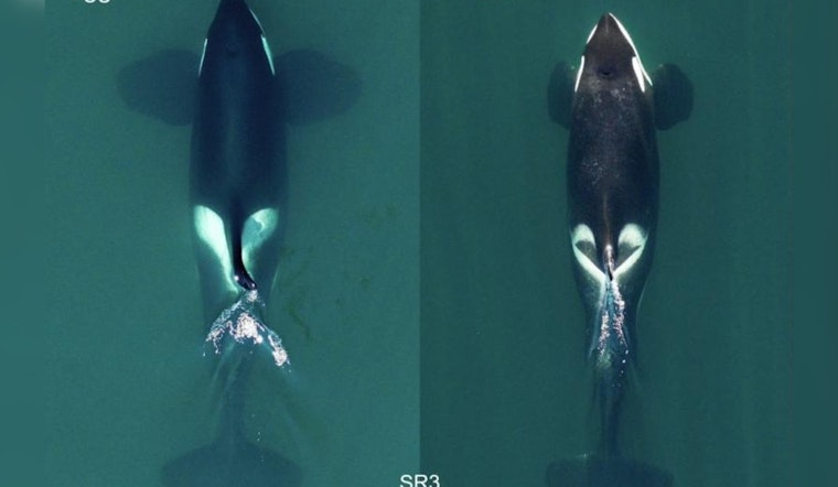 New Killer Whale Species Discovered Along Pacific Coast, Overturning Long-Held Zoological Assumptions