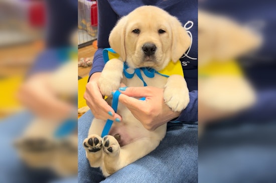 New York Celebrates National Puppy Day with a Live Stream of Future Service Dogs in Training