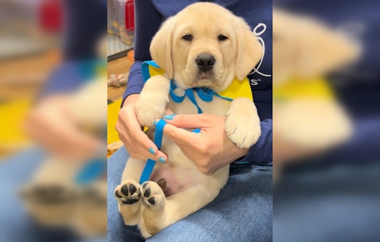 New York Celebrates National Puppy Day with a Live Stream of Future Service Dogs in Training