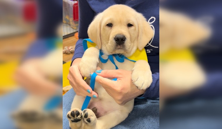 New York Celebrates National Puppy Day with a Live Stream of Future Service Dogs in Training