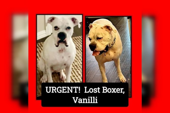 North Texas Family Offers Reward for Missing Epileptic Boxer Dog Last Seen in Spring Branch