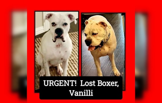 North Texas Family Offers Reward for Missing Epileptic Boxer Dog Last Seen in Spring Branch