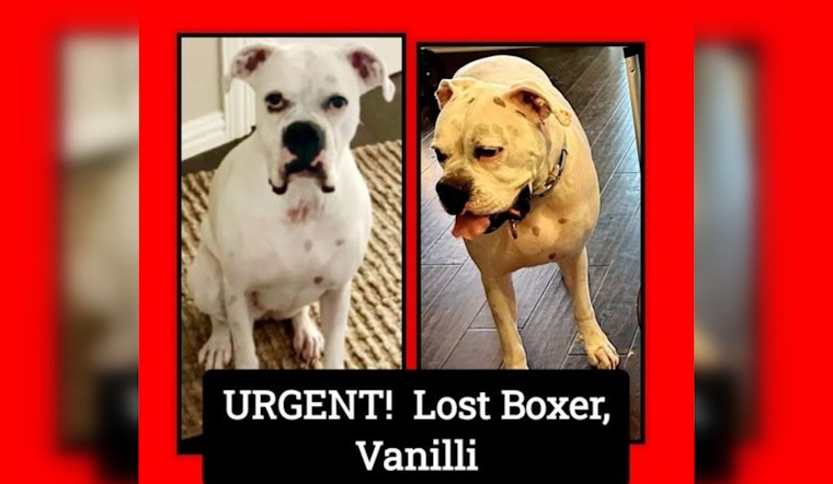 North Texas Family Offers Reward for Missing Epileptic Boxer Dog Last Seen in Spring Branch