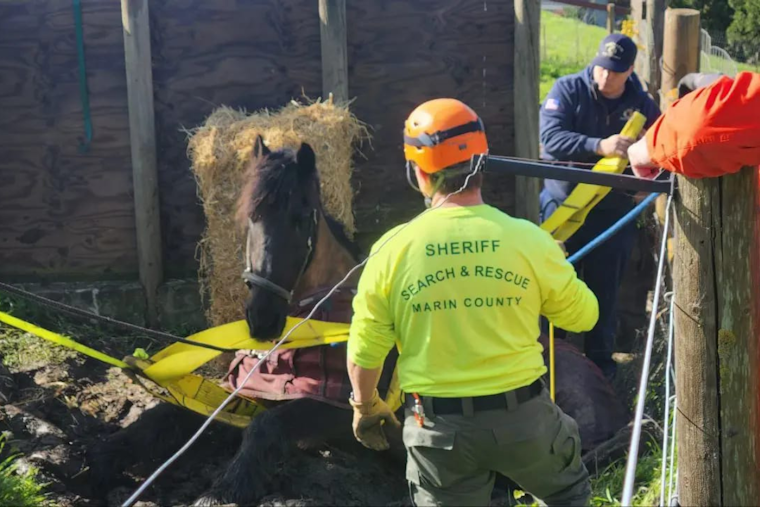 Novato Firefighters and Marin County LAR Team Rescue Horse from Muddy Ditch