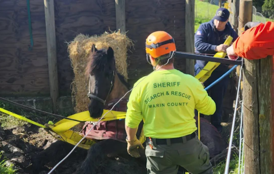 Novato Firefighters and Marin County LAR Team Rescue Horse from Muddy Ditch
