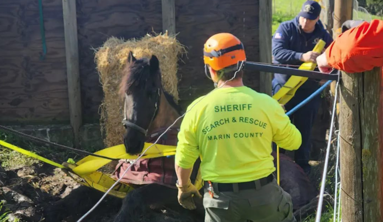 Novato Firefighters and Marin County LAR Team Rescue Horse from Muddy Ditch