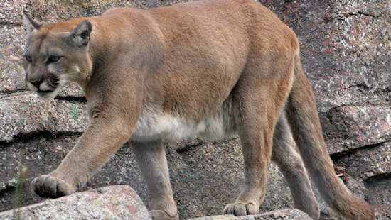 Oceanside's Unlikely Visitor Mountain Lion Prowls Downtown, Prompting Public Warnings