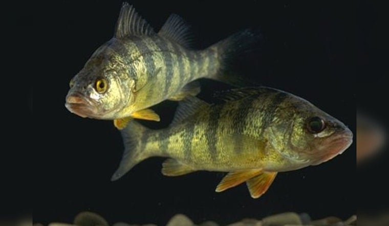 Oliver Springs Angler Hooks Record-Breaking Yellow Perch at Kentucky's Lake Barkley