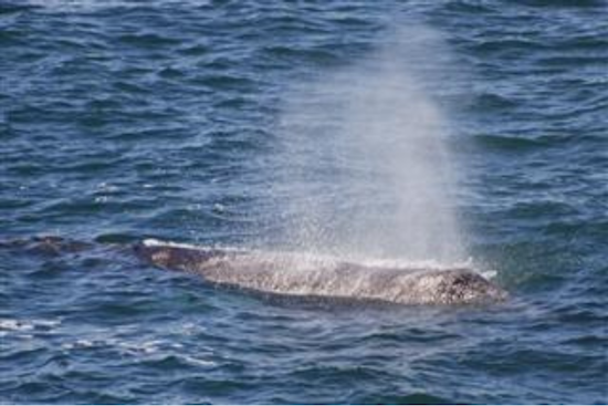 Oregon State Parks Extends Spring Whale Watch: Spot Gray Whales & Calves on the Coast