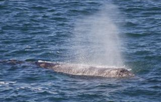 Oregon State Parks Extends Spring Whale Watch: Spot Gray Whales & Calves on the Coast