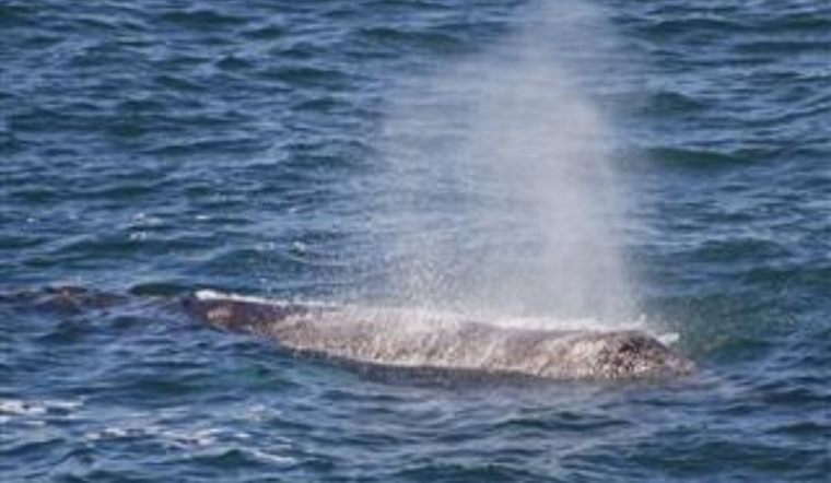 Oregon State Parks Extends Spring Whale Watch: Spot Gray Whales & Calves on the Coast