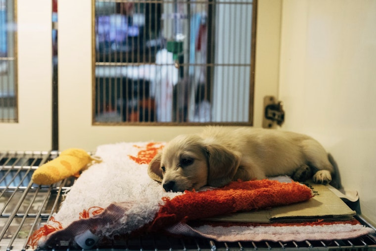 Over 30 Animals Rescued from Dire Conditions in Hermitage Home, Residents Charged with Hoarding